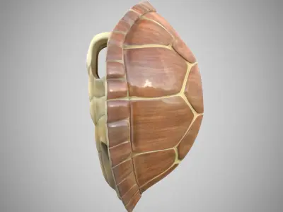Turtle brown shell Mock-up 3d Model 3D model