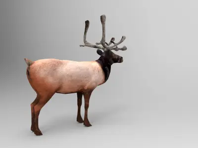 Reindeer Rigged  Low-poly 3D model purchase