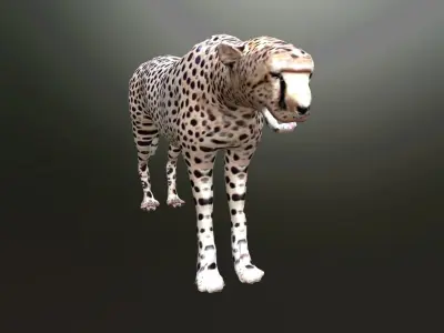 cheetah lowpoly Low-poly 3D model