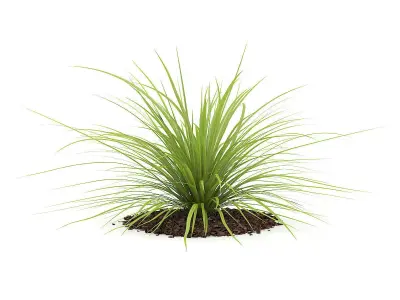 Yucca Plant Yucca baileyi 3D model