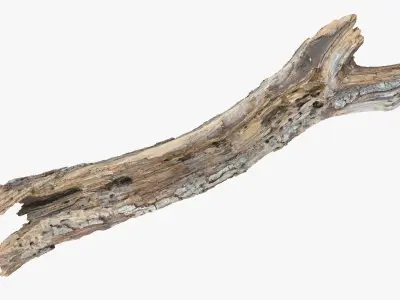 Withered Tree Hide Low-poly 3D model