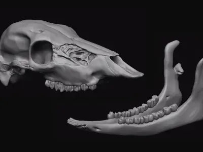 Deer Skull 3D model