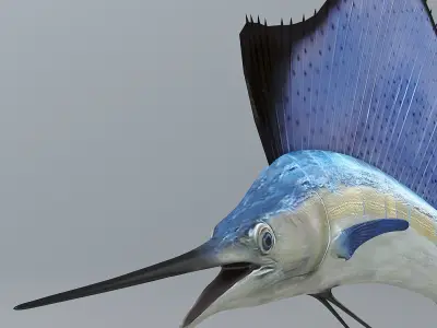 Sailfish 3D model
