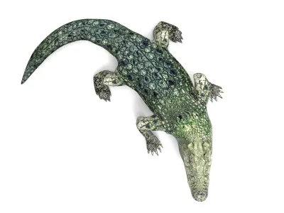 3D Crocodile rigged with animated  Low-poly 3D model