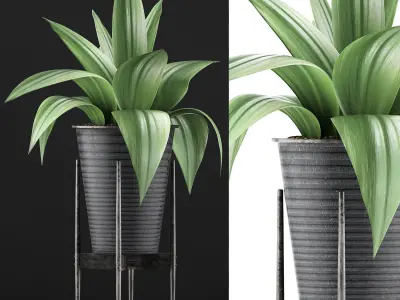 Plants Collection 107 3D model