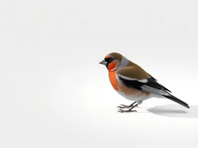 Realistic Bullfinch Bird 3D Model Low-poly 3D model