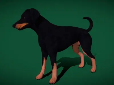 Dobermann Pinscher Dog Natural Breed 3D model