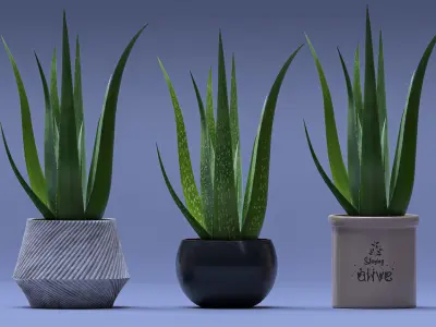 Aloe Vera 3D model