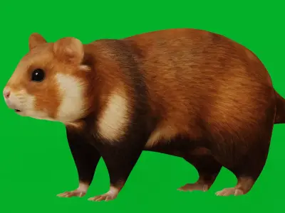 European Hamster Rodent Low-poly 3D model