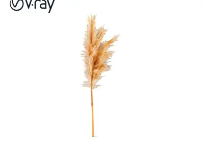 Pampas Grass Model Pack  Realistic Decorative Element Low-poly 3D model