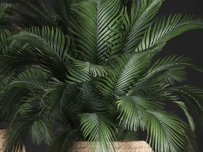 Decorative palm tree in a pot 3D model