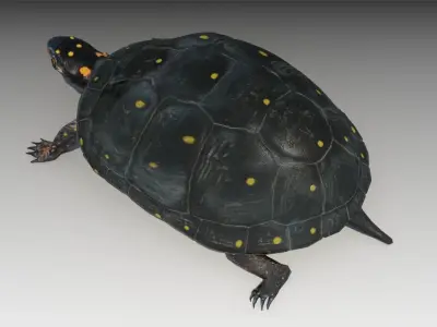 Spotted-turtle turtle Low-poly 3D model