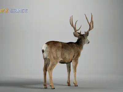 Mule Deer Male  UE Character Asset 3D model