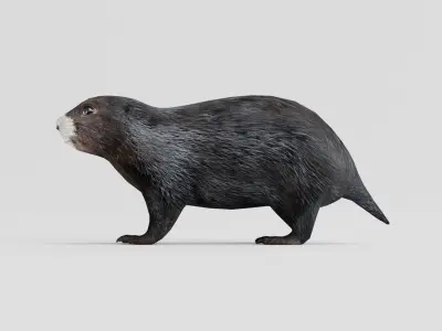 Vancouver Island Marmot Rodent Low-poly 3D model