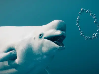 Beluga Whale 3D model