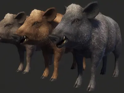 Wild Boar - Female Low-poly 3D model