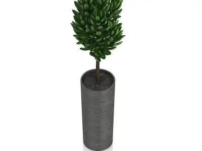 Plant in Dark Ceramic Pot 3D model