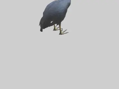 Cassowary stalking model 3D model