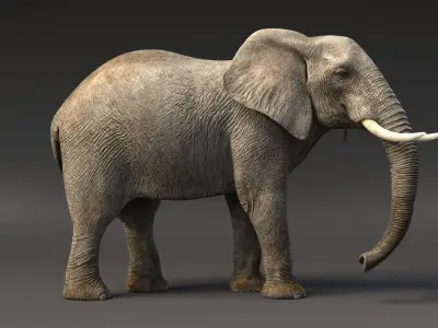 African Elephant Animated 3D model