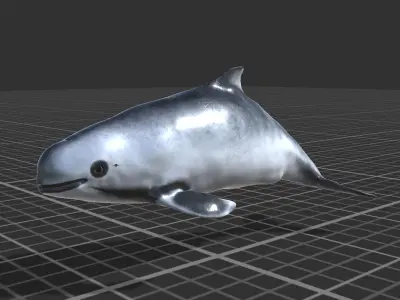 Harbour porpoise Low-poly 3D model