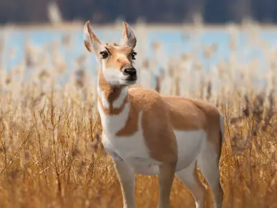 Pronghorn Female Animated 3D model