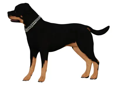 Rottweiler Dog Low-poly 3D model