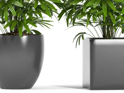 palm plant 147 3D model