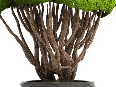 Bonsai tree 3D model