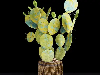 Plant 9 2 cactus in wicker basket 3D model