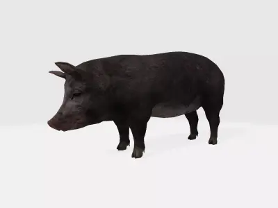 Pig 3d 3D model