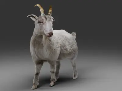 Fur Goat 02 Rigged and Animation in Blender Low-poly 3D model