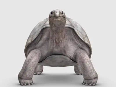 Giant Tortoise 3D model