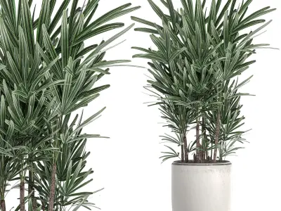 Decorative palm in a white flowerpot 521 3D model
