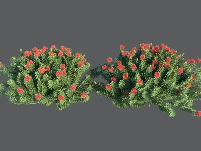 Callistemon Citrinus Little John 3D model