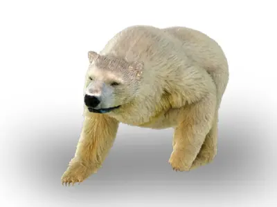 White Bear Fur animated  Low-poly 3D model