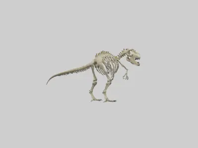 Postosuchus Skeleton model Low-poly 3D model