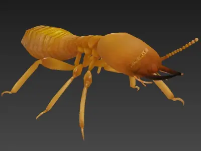 termite insect Low-poly 3D model