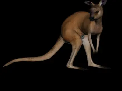 t11-kangroo-adult kangaroo 3D model