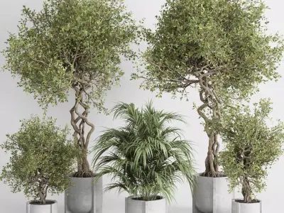 outdoor plant set 185 pot plant tree palm concrete dirt vase Low-poly 3D model