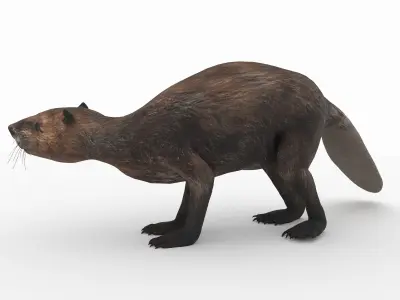 Beaver 3D model