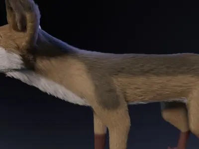 Takoda Fox 3D model