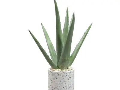 Healthy Aloe Vera Plant In Ceramic Vase PBR 3D model