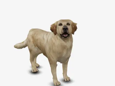 Dog Golden Retriever Low-poly 3D model