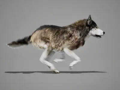 Wolf Pack Animated UNREAL project  Maya base rig 3D model