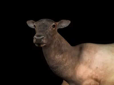 Rigged Elk Doe Low-poly 3D model