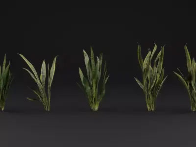 Dracaena Trifasciata Plant 3D model