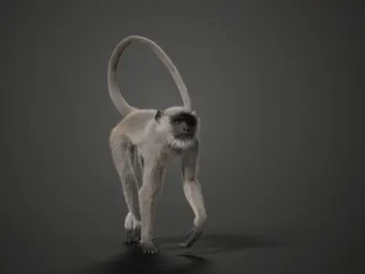 Gray langur Animated VFX Grace 3D model