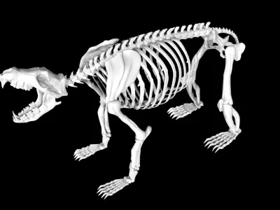 Bear Skeleton Low-poly 3D model
