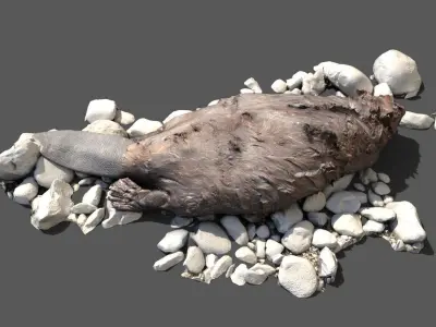 Dead beaver on river bank Low-poly 3D model