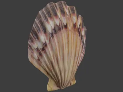 Seashell 3D model